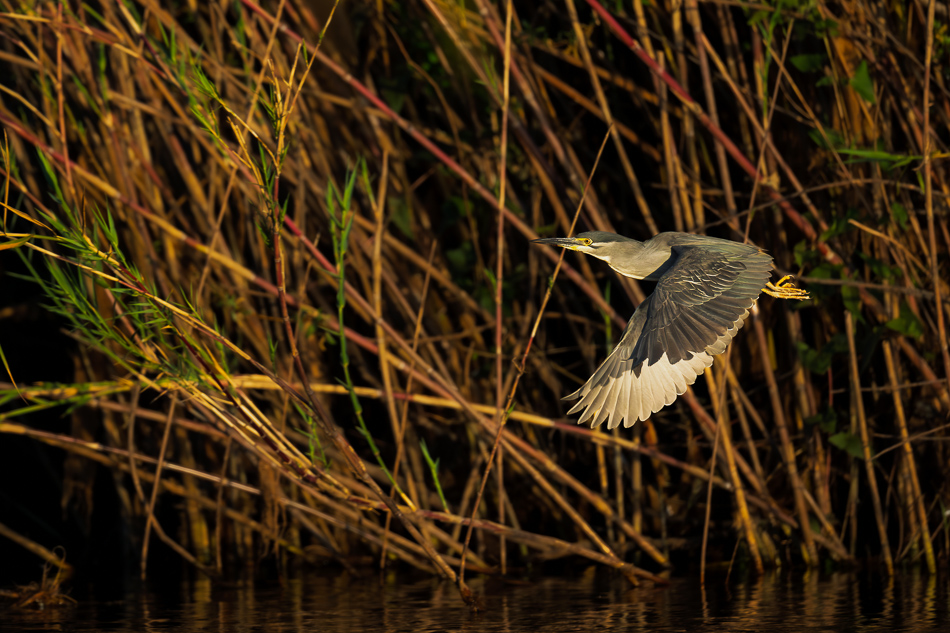 20250803 Z8A Botswana 0010.