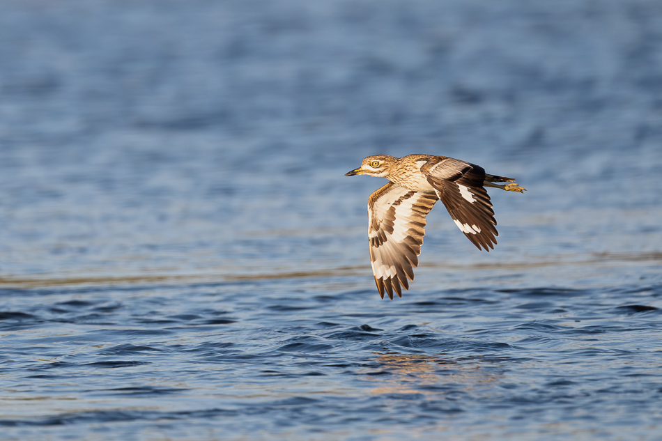 20250803 Z8A Botswana 0030.