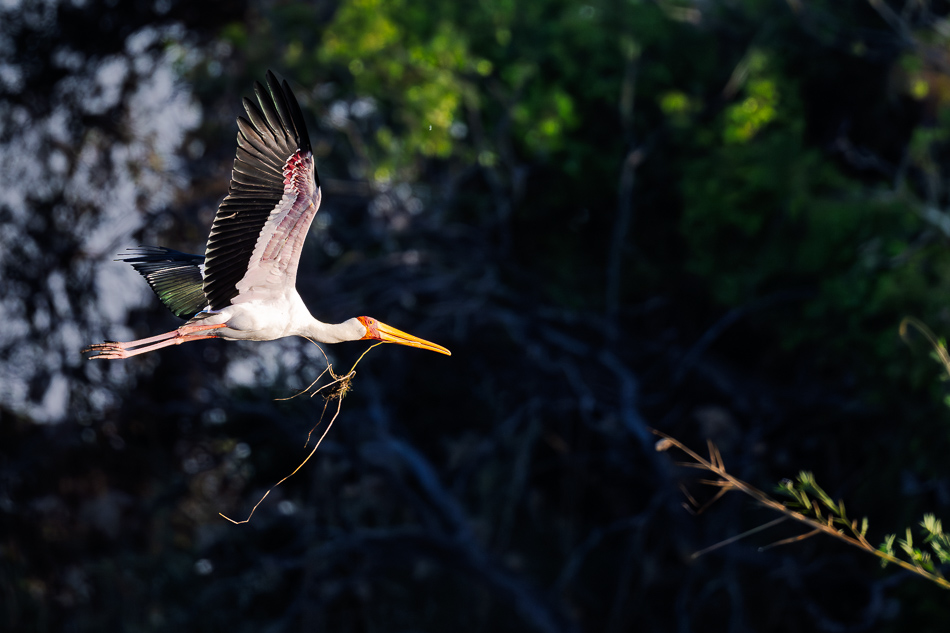 20250803 Z8A Botswana 0050.