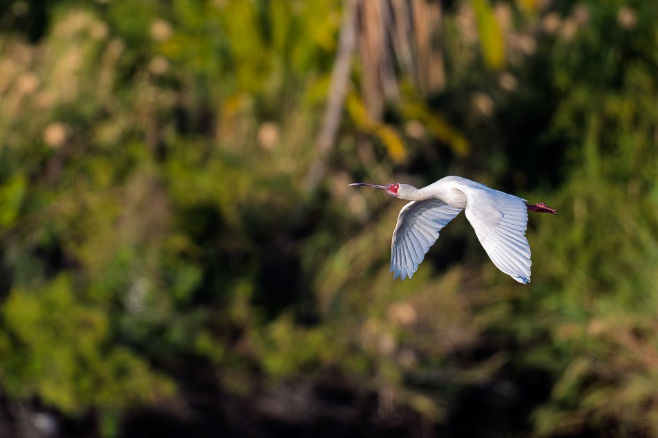 20250803 Z8A Botswana 0193.