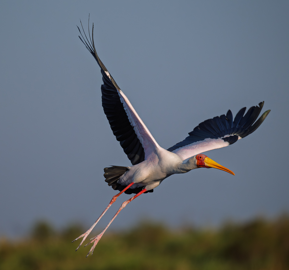 20250803 Z8A Botswana 0339.