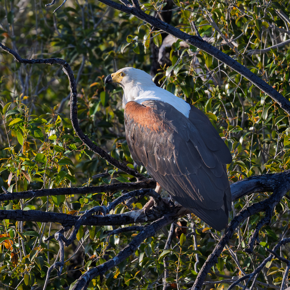 20250803 Z8A Botswana 0372.
