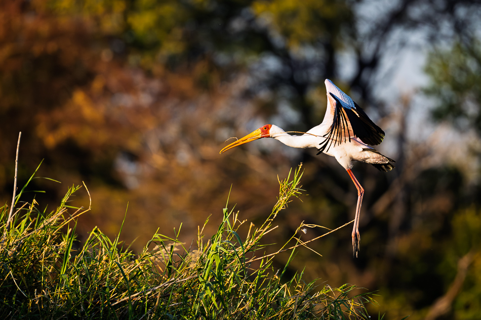 20250803 Z8A Botswana 0392.