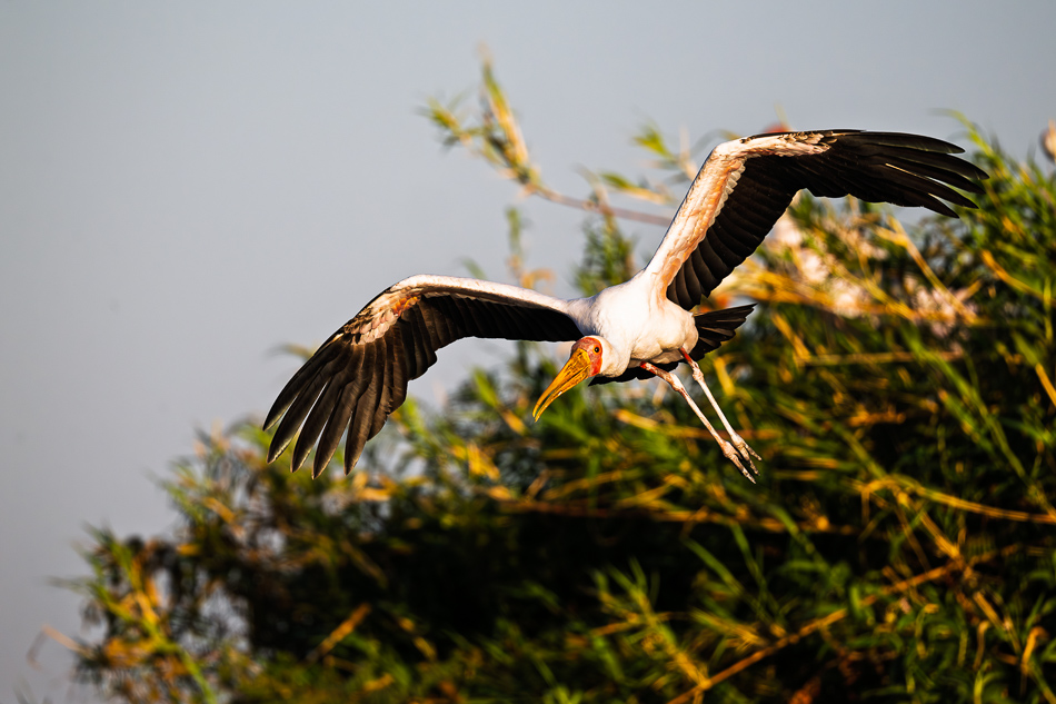 20250803 Z8A Botswana 0525.