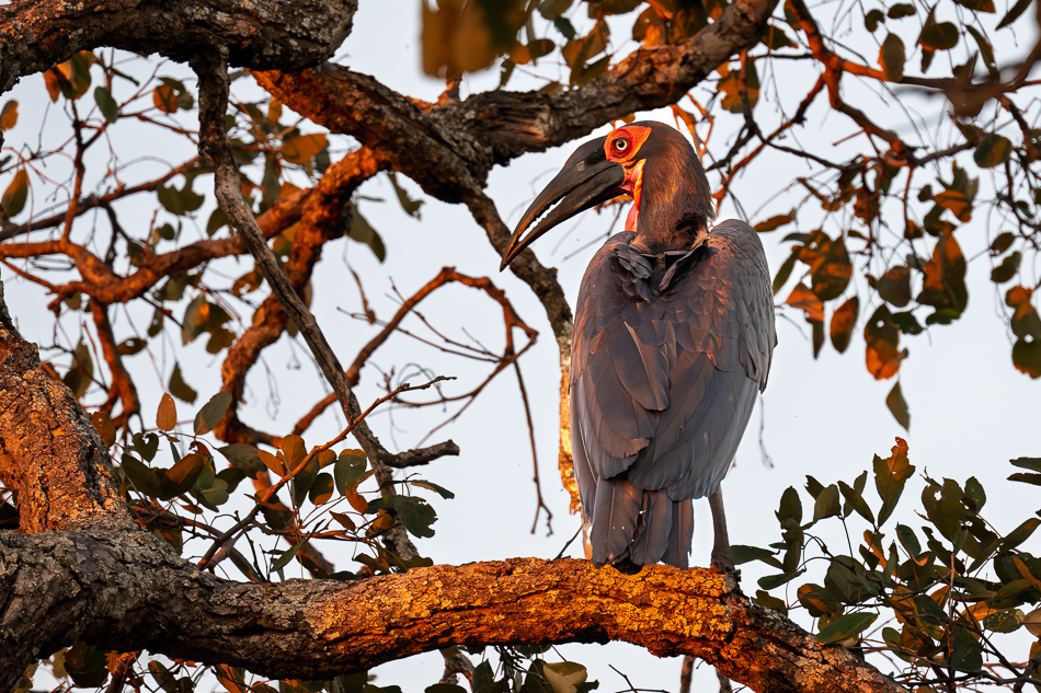 20250803 Z8A Botswana 0546.