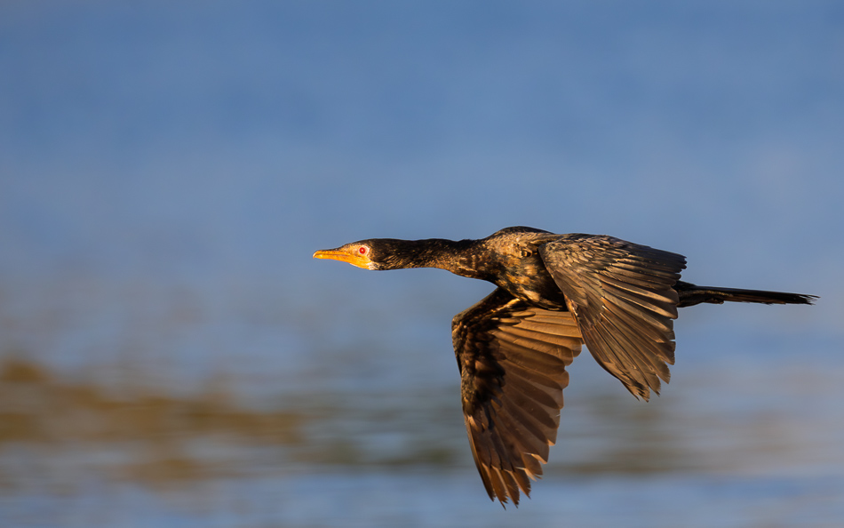 20250803 Z8A Botswana 0661.