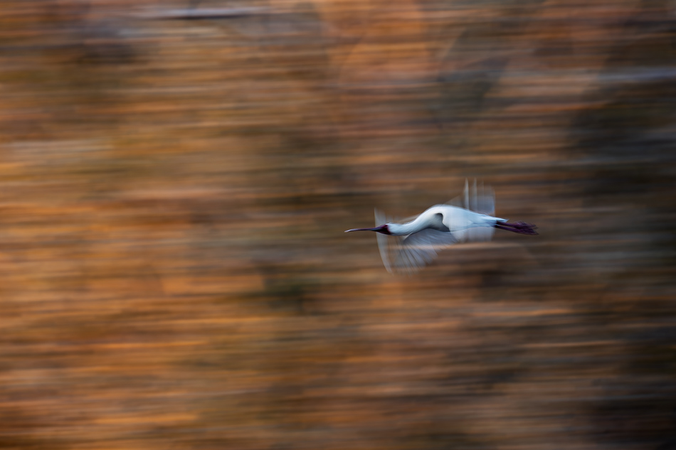 20250803 Z8A Botswana 9189.