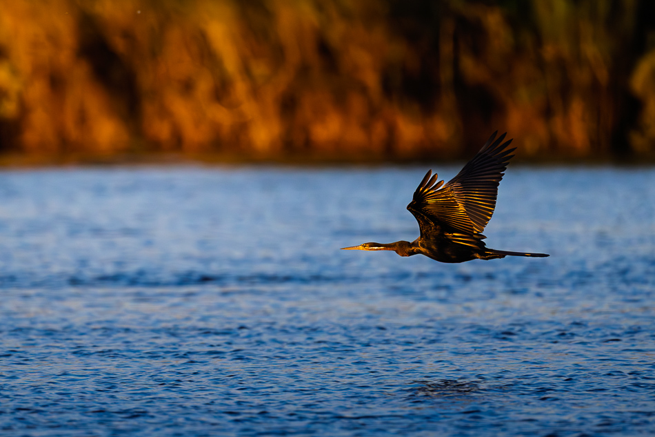 20250803 Z8A Botswana 9483.