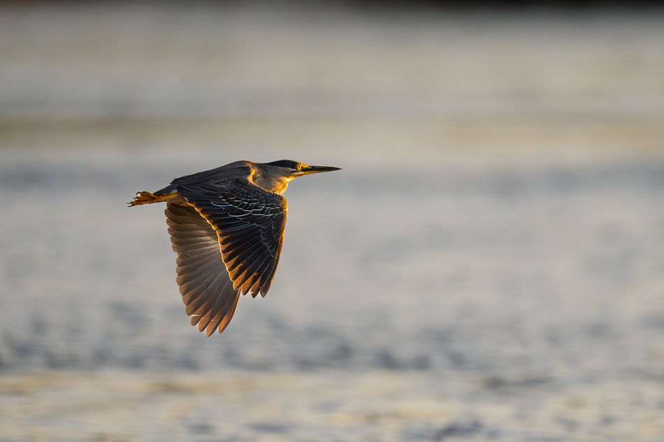 20250803 Z8A Botswana 9595.