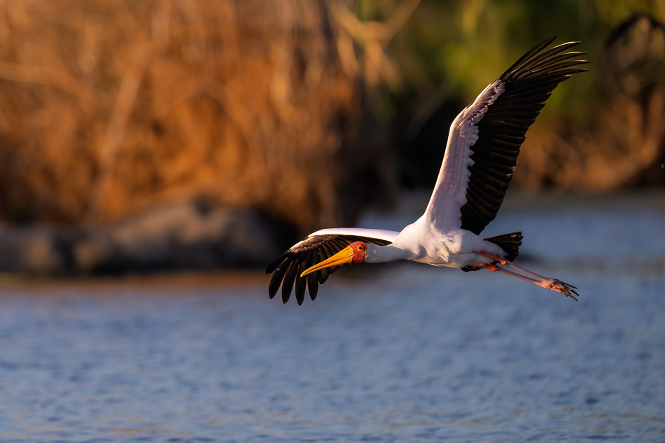 20250803 Z8A Botswana 9809.