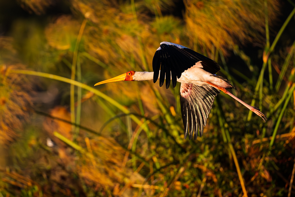 20250803 Z8A Botswana 9840.