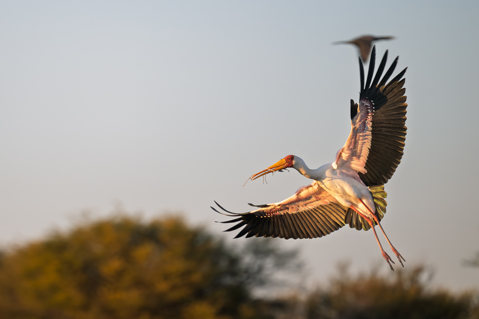 20250803 Z8B Botswana 4856.