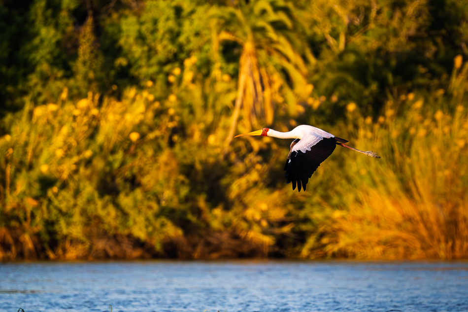 20250803 Z8B Botswana 5060.