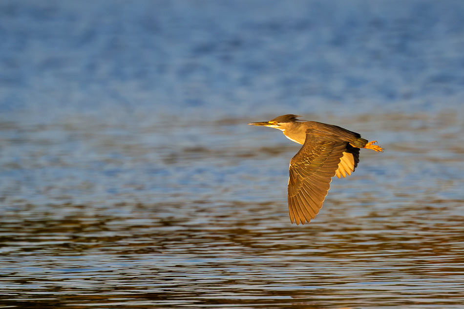 20250803 Z8B Botswana 5229.