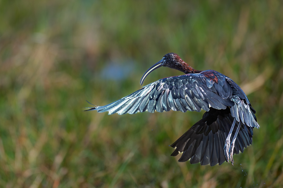 20250803 Z8B Botswana 5275.