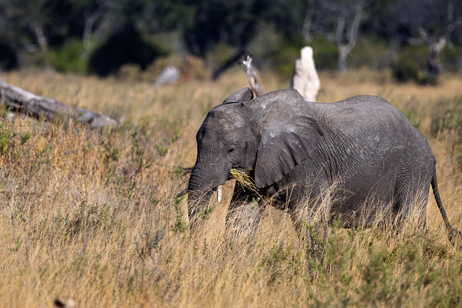 20250803 Z8B Botswana 5336.