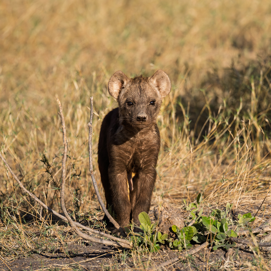 20250803 Z8B Botswana 5596.