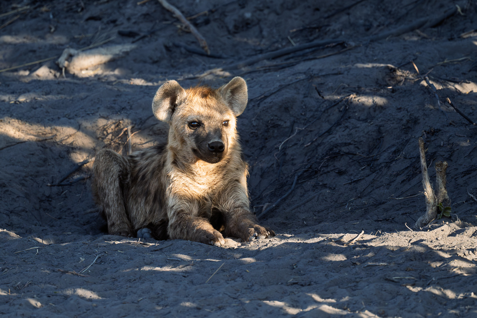 20250803 Z8B Botswana 5775.