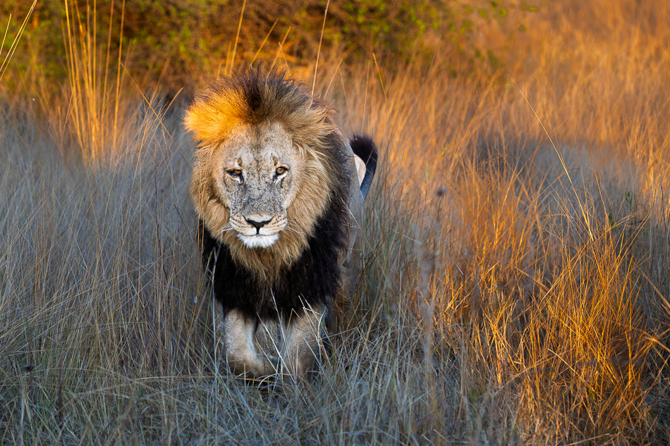 20250804 Z8A Botswana 0556.