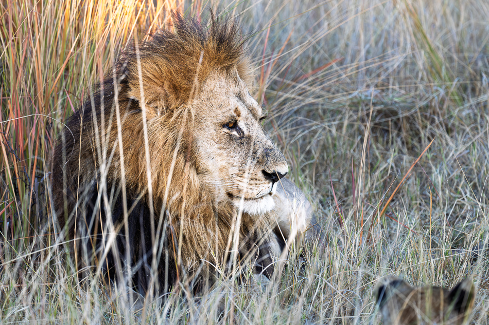 20250804 Z8A Botswana 0574.