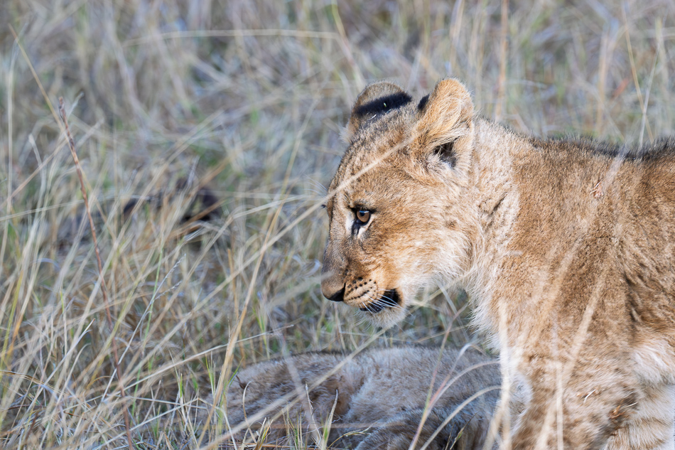 20250804 Z8A Botswana 0586.