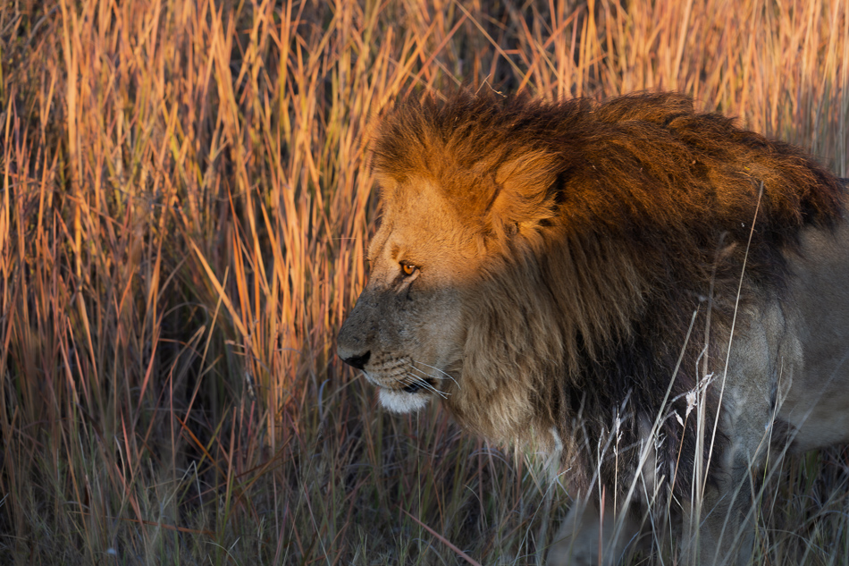 20250804 Z8A Botswana 0597.