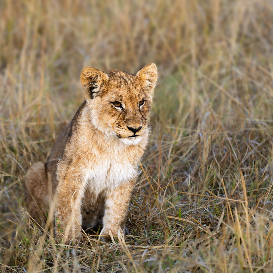 20250804 Z8A Botswana 0621.