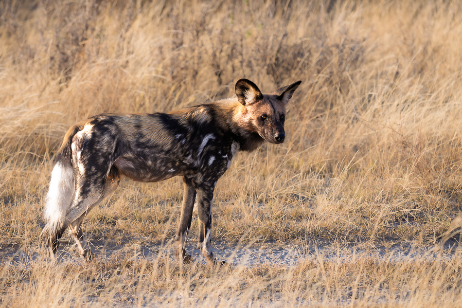 20250804 Z8A Botswana 0710.