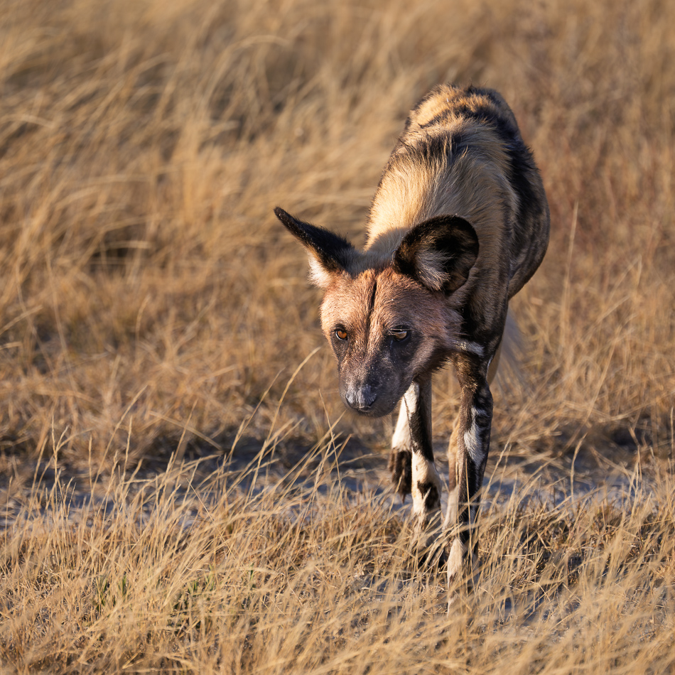 20250804 Z8A Botswana 0734.