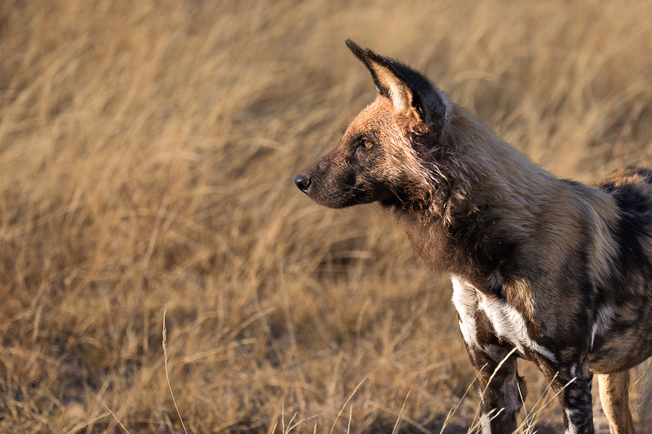 20250804 Z8A Botswana 0740.