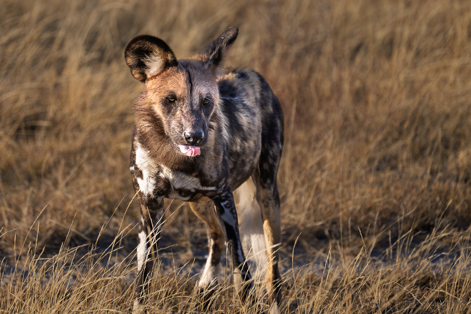 20250804 Z8A Botswana 0747.