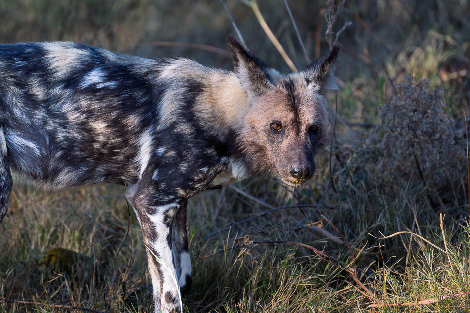 20250804 Z8A Botswana 0762.