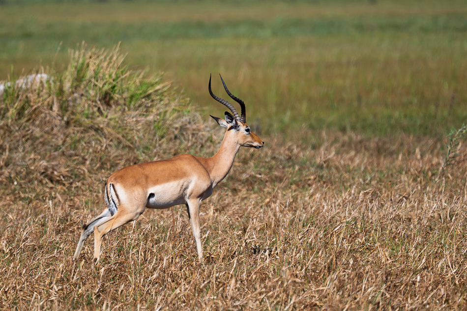 20250804 Z8A Botswana 0795.