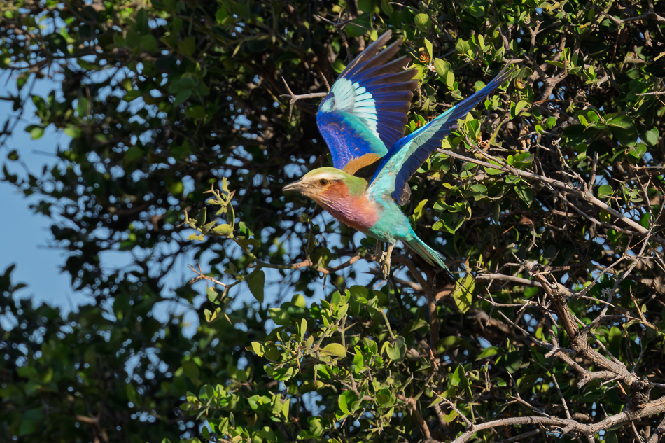 20250804 Z8A Botswana 0813.