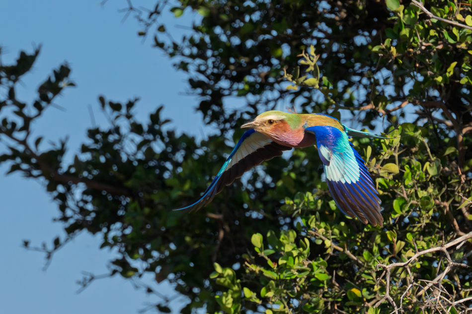 20250804 Z8A Botswana 0815.