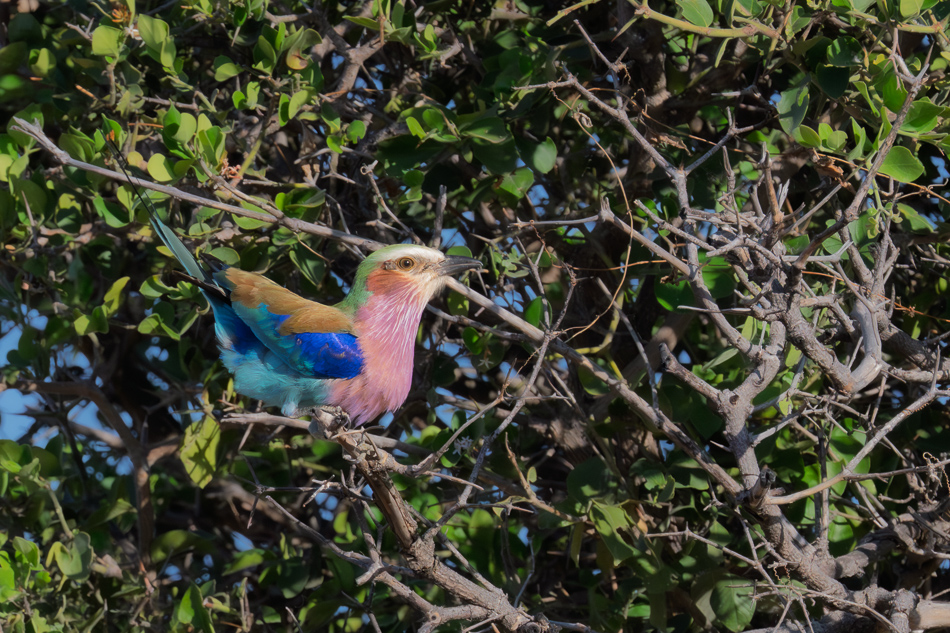 20250804 Z8A Botswana 0821.