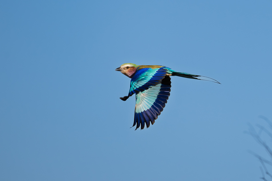 20250804 Z8A Botswana 0832.