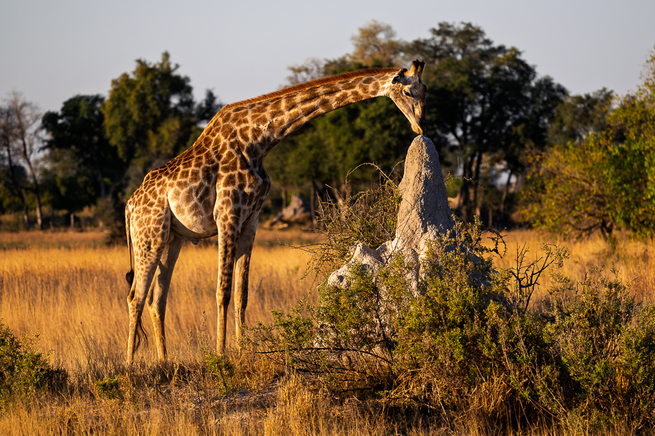 20250804 Z8A Botswana 0894.