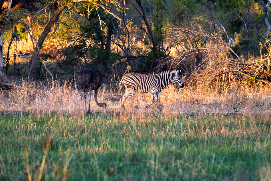 20250804 Z8A Botswana 1012.