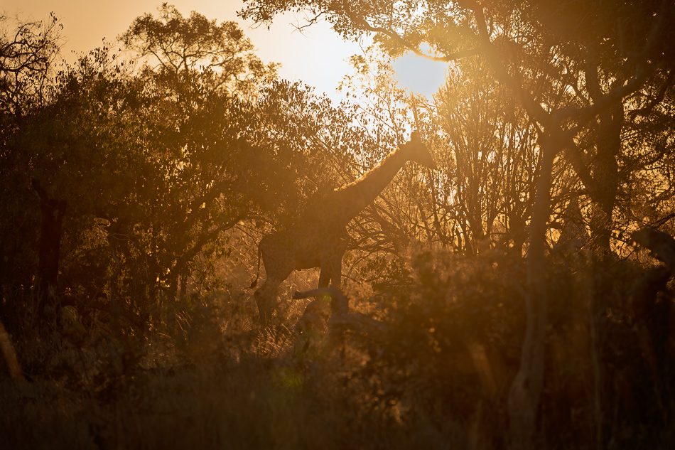 20250804 Z8A Botswana 1013.