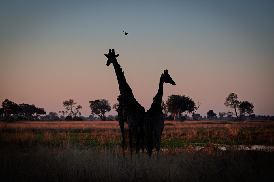 20250804 Z8A Botswana 1029.