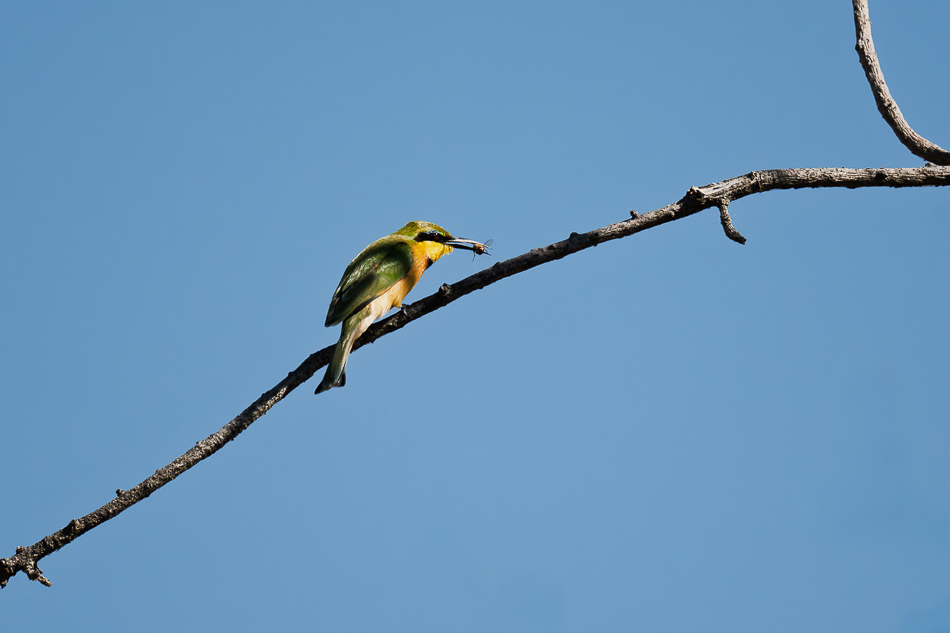 20250804 Z8B Botswana 6505.