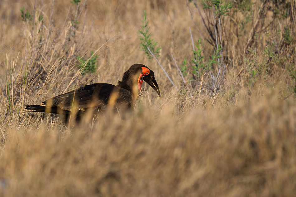 20250804 Z8B Botswana 6781.