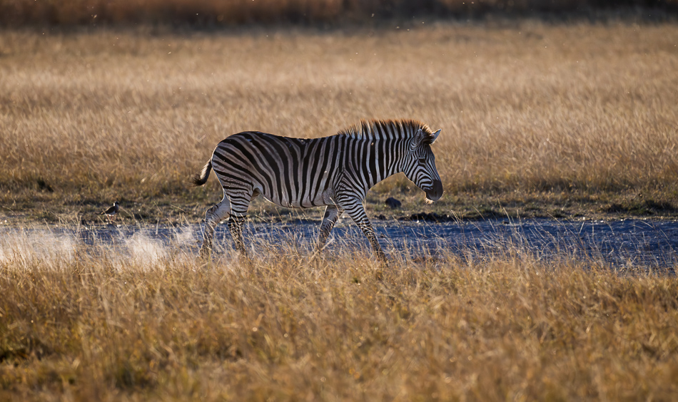 20250804 Z8B Botswana 6799.