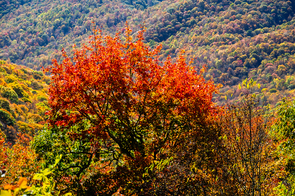 20251020 Z8A LeafTrip 4806.