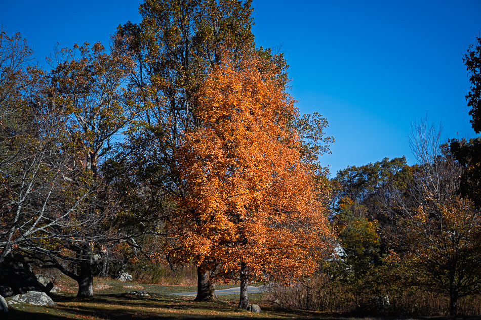 20251023 Z8A LeafTrip 5125.