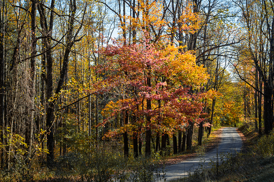 20251023 Z8A LeafTrip 5141.