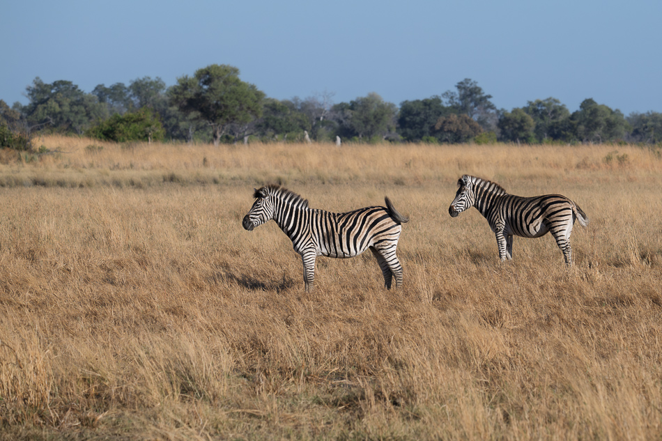 20250805 Z8A Botswana 1229.