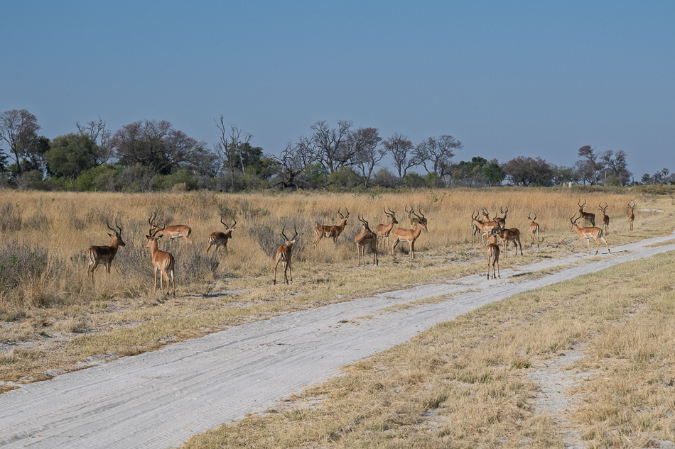 20250805 Z8A Botswana 1263.