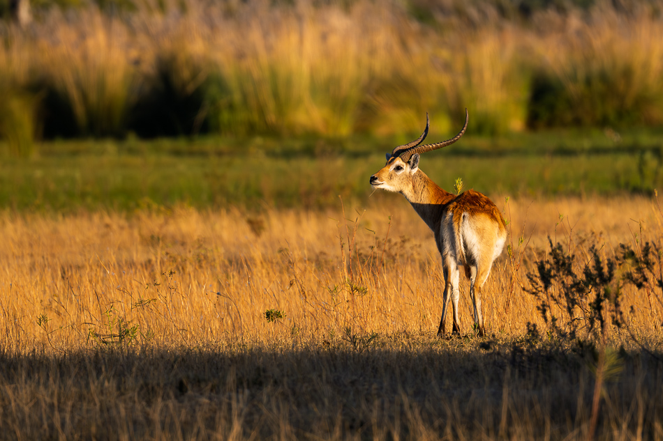 20250805 Z8B Botswana 6857.